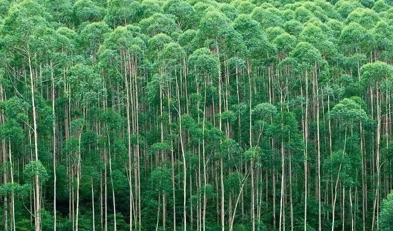 Development course and future direction of sustainable forest management