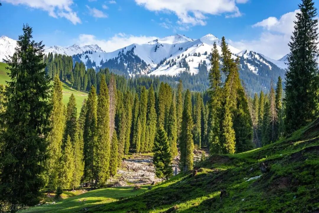 China's Forestry and Grassland Industry Output Value Approaches 11 Trillion Yuan