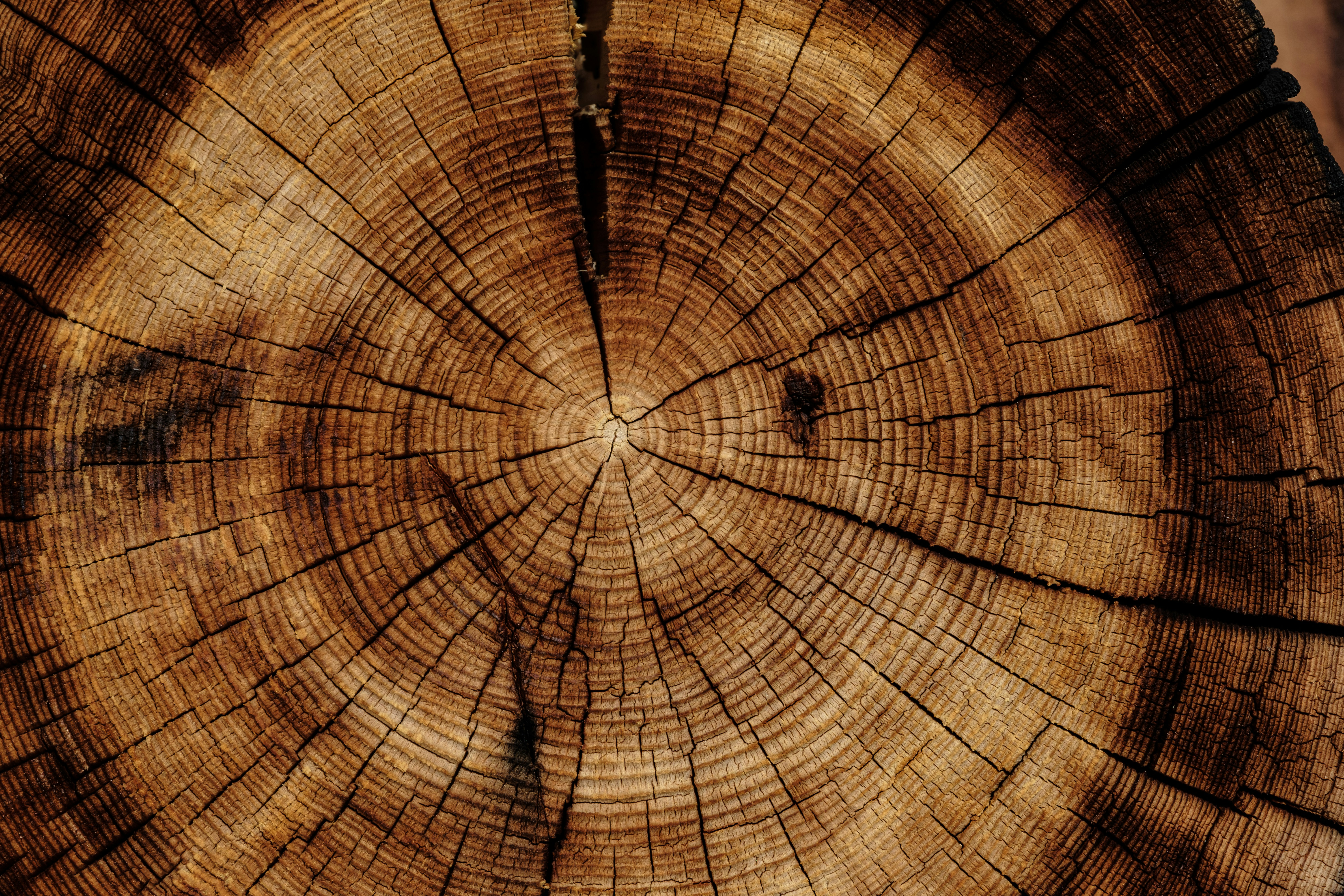Data Sharing | Analysis of China's Timber Import Data for Q1 2026
